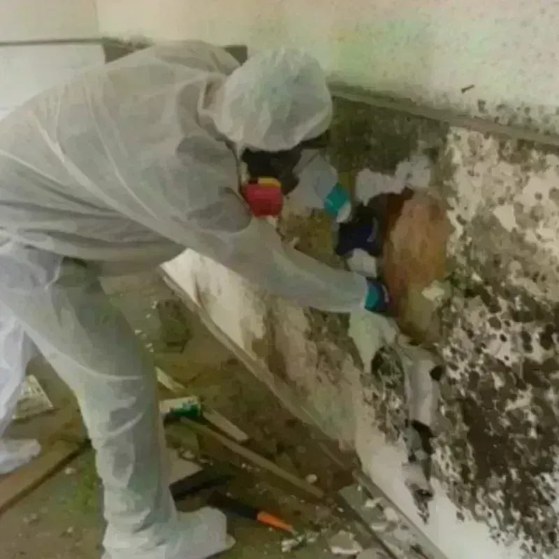 Mold Remediation and Removal in Burlington, CO